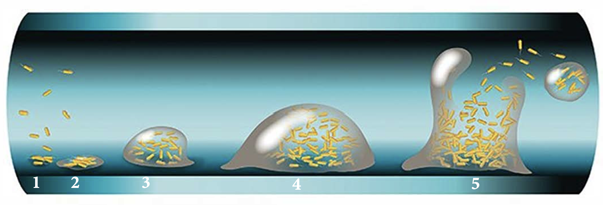 Biofilm Structure Drawing